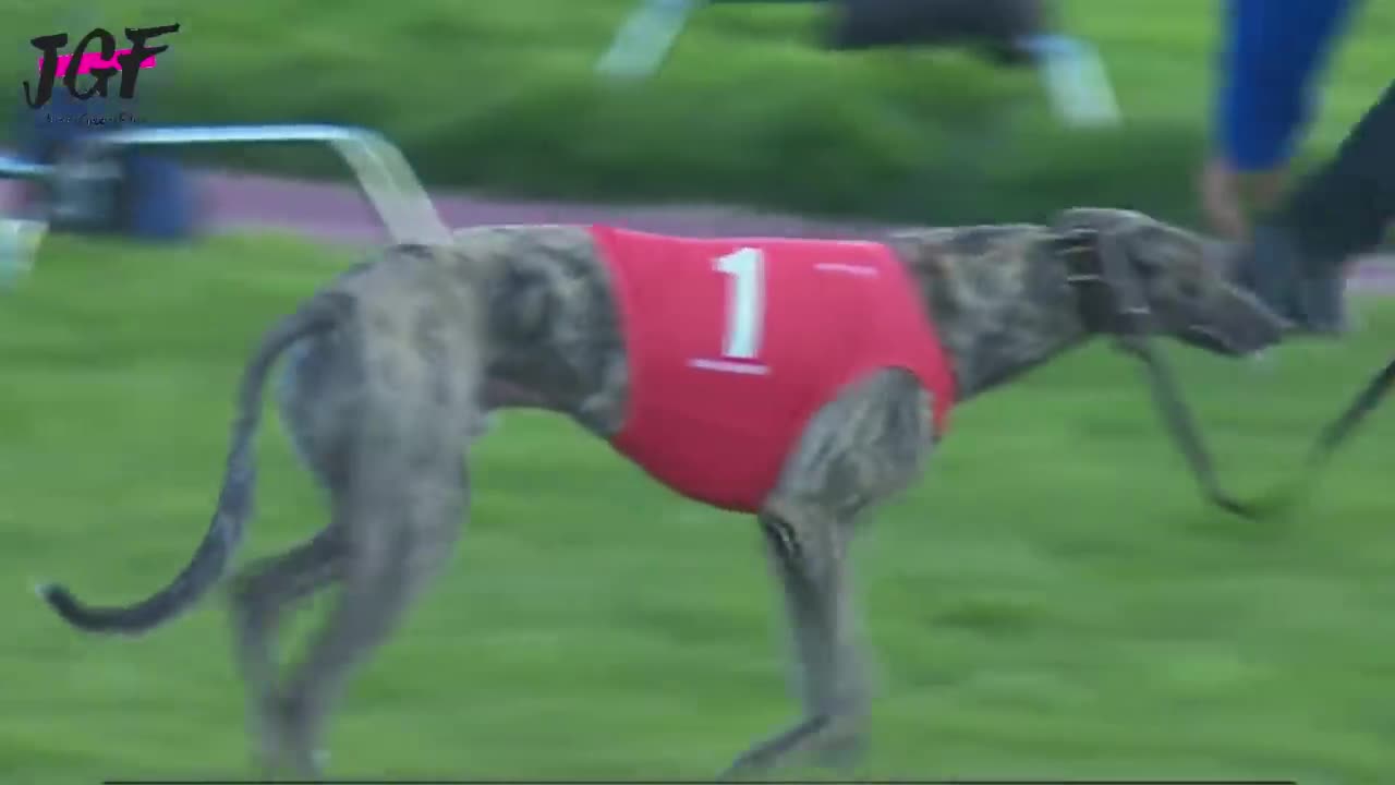 Greyhound dog racing - Track race 480m