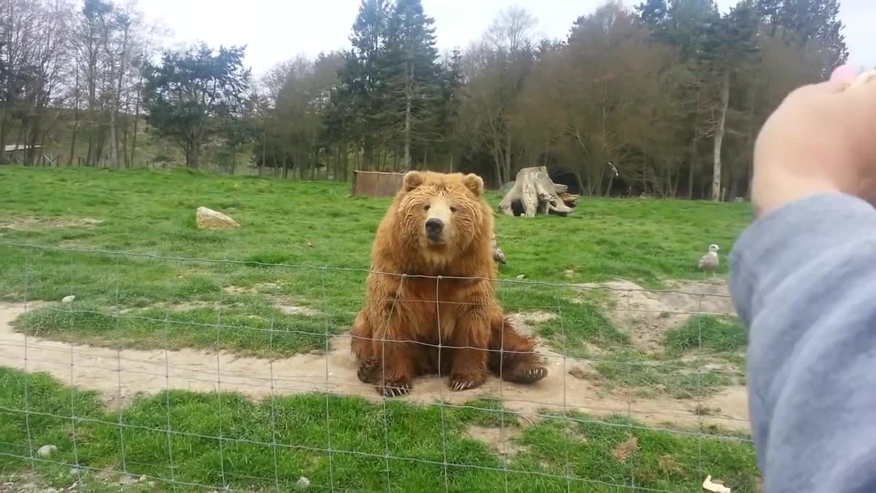 Bear weaving to visitors