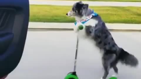 Funny Dogs Videos 2021😂😂