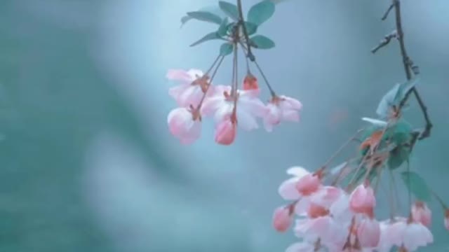 Begonia blossoms