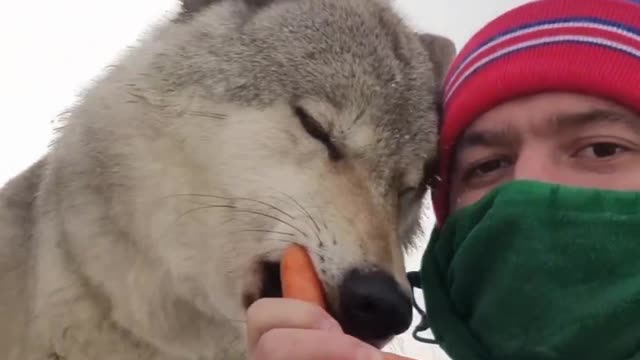 🐺Wolves adore carrots 🥕