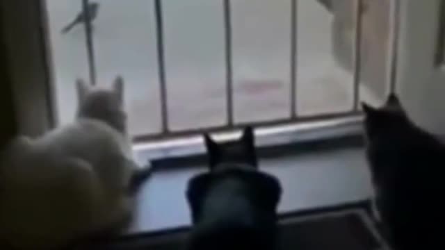 cats friendship with dogs