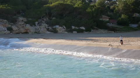 The dog played on the beach