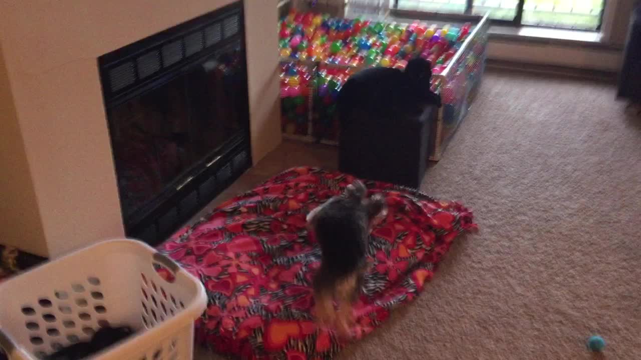 Dog loves homemade ball pit, cat not impressed