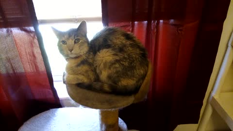 Jasmine on Her Cat Tree Part 1