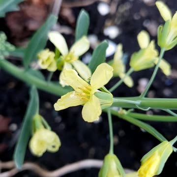 Kale flowers in Spring vegetable garden