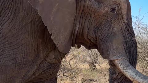 Viral moments Elephant video