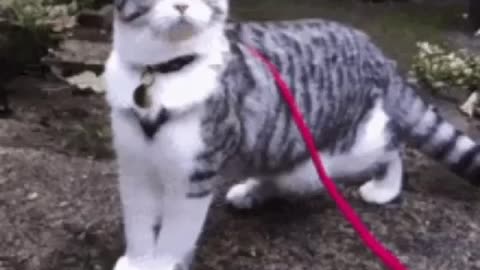 Cute Cat Gif
