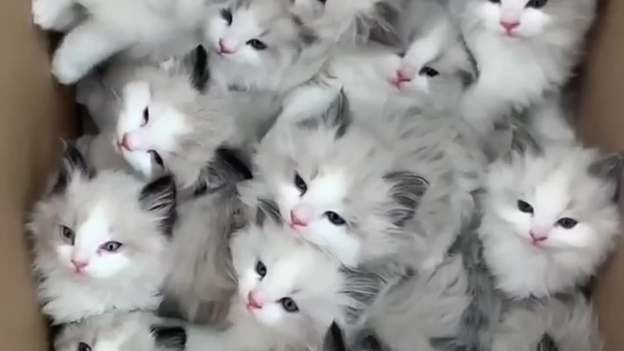 New cat funny video