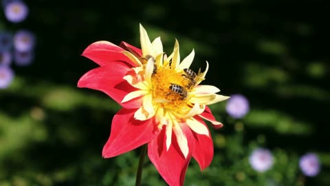 BEAUTY OF BEE