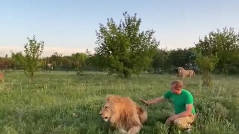 Lion Man
