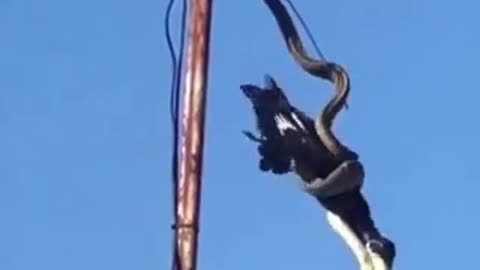 SNAKE ATTACK
