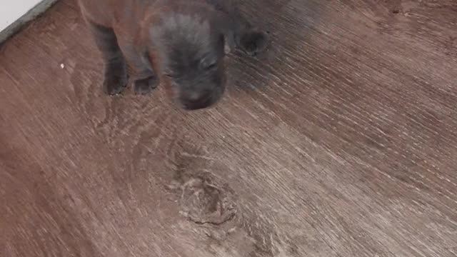 Pepper/Dino AKC males 2.5 weeks old