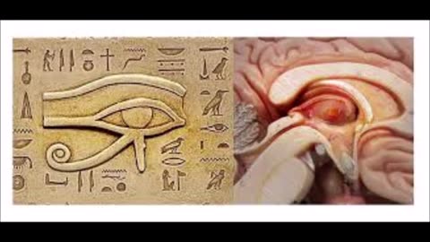 Parts of the reptilian brain