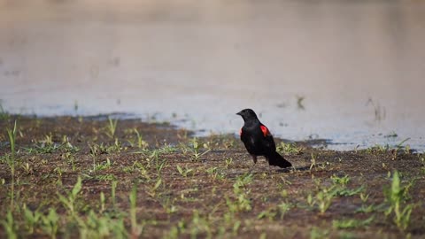 Red-Winged Blackbird Blackbird Crow Bird Animal