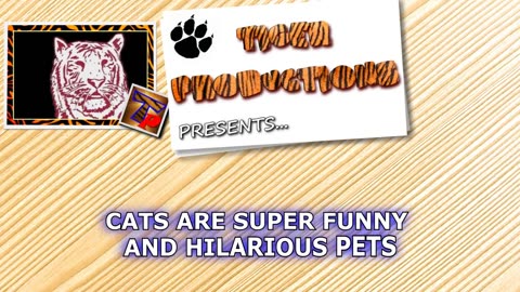 The funniest and most humorous cat videos ever!