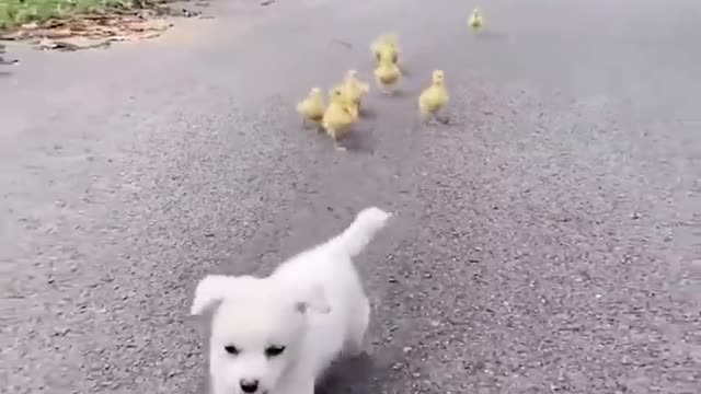 cute and funny dog video