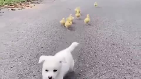 cute and funny dog video