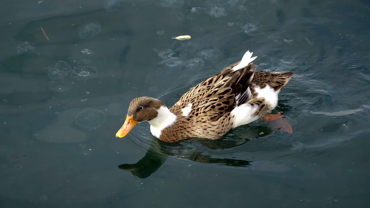 Duck swimming in the lake 🌊🏖️🦆