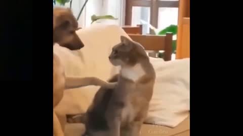 Top Funny Cat Videos