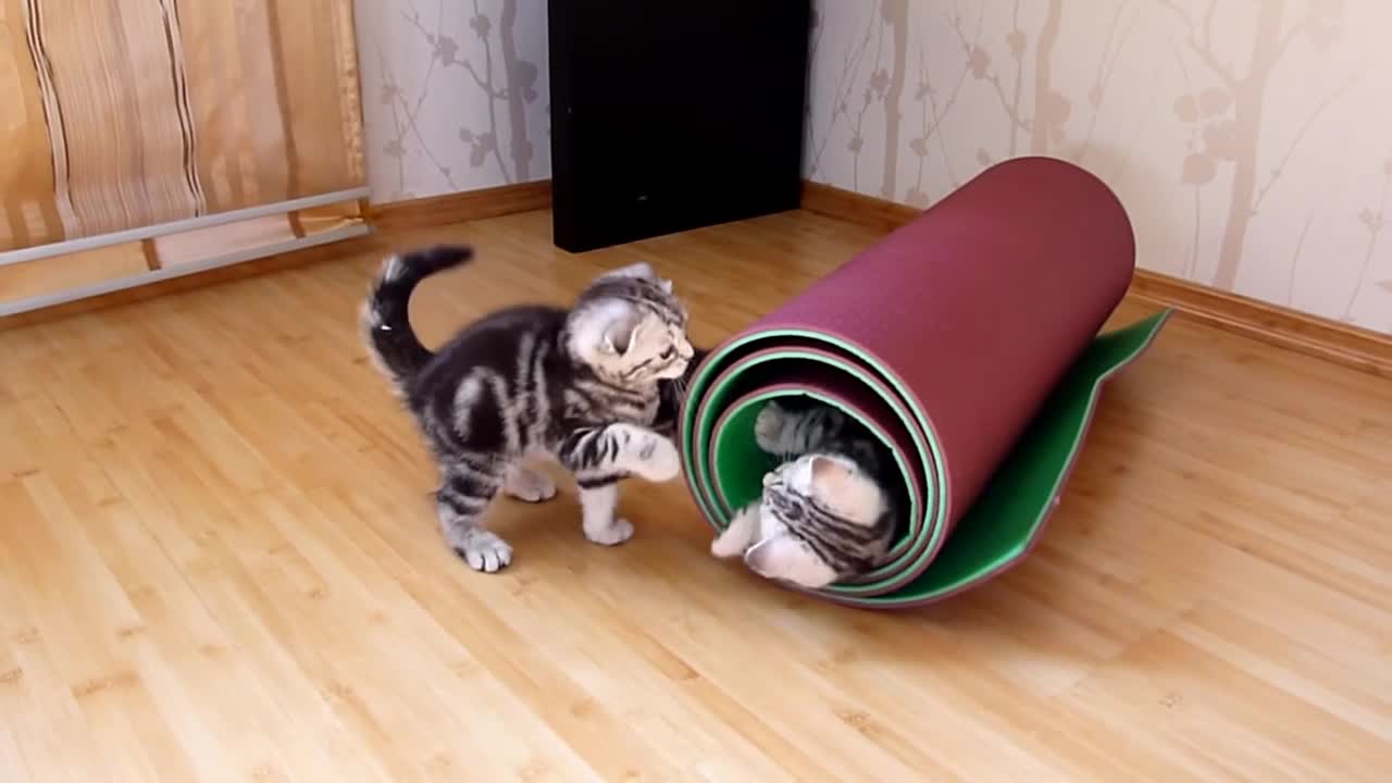 The best funny kitten, mom cat, cute cat , Happy birthday Coco Ep.10