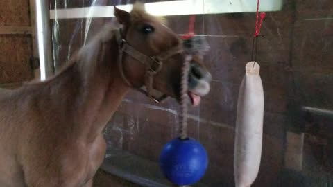 Hanging Toys 5/10/23