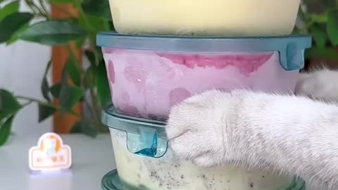 Home fruit salad by cute cat