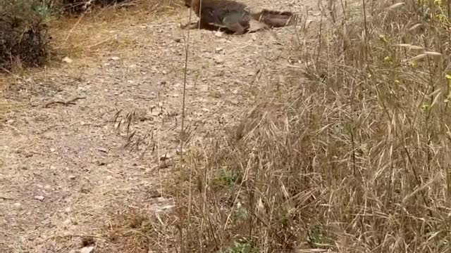 Snak wite line fight