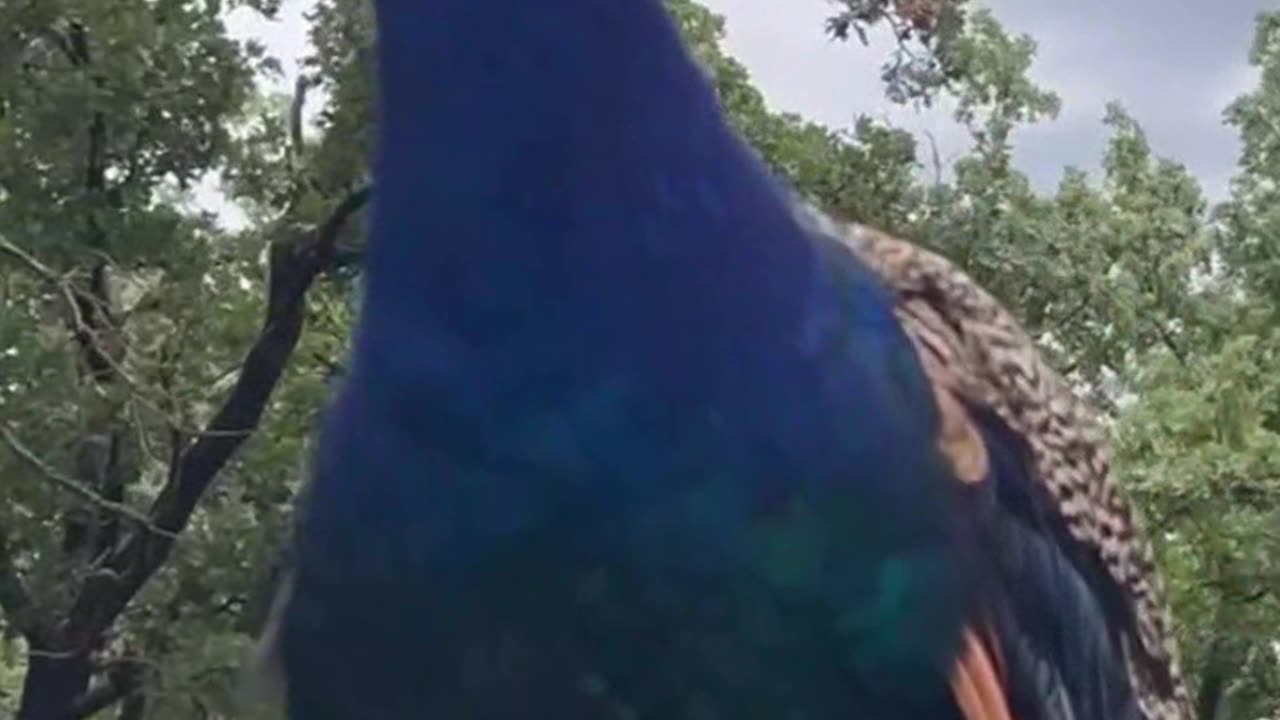 Pocok in natural voice