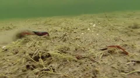 How To Fish Crankbaits and Types of Crankbaits - Underwater Fishing Lures & Crankbait Tips