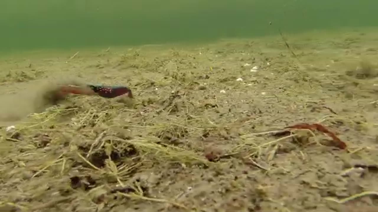 How To Fish Crankbaits and Types of Crankbaits - Underwater Fishing Lures & Crankbait Tips