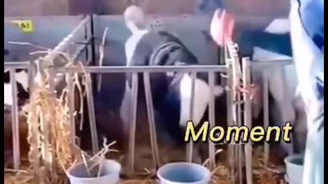 Funny pet moment