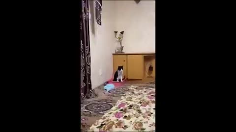 Funny cats/dogs - Funny animals 😸🤣