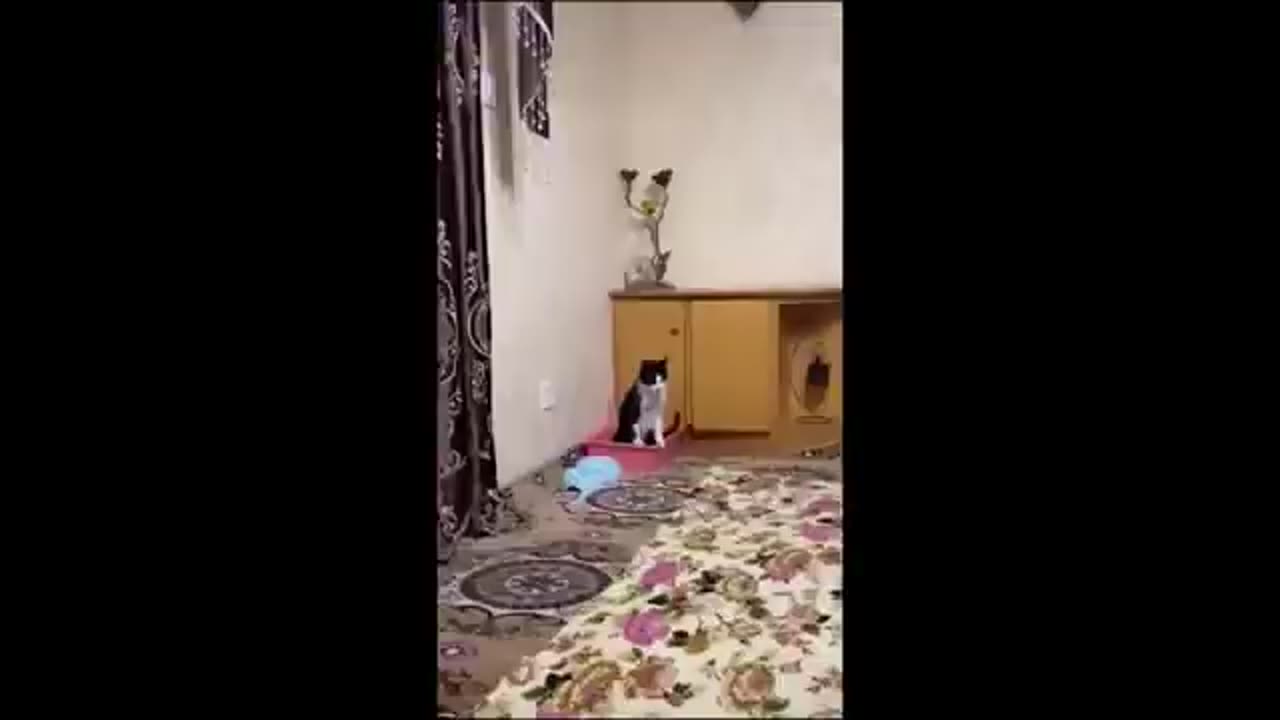 Funny cats/dogs - Funny animals 😸🤣