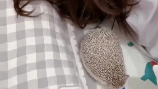 Hedgehog on my Hair