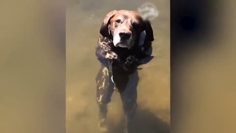 How cute my dog bathing in swimming pool