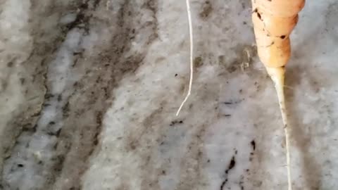 😂 Funny | The Immature Laughs of Carrot Growth | FunFM