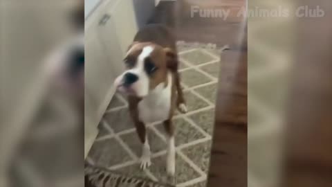 Funny Animal Videos 2022 😂 - Funniest Cats And Dogs Videos