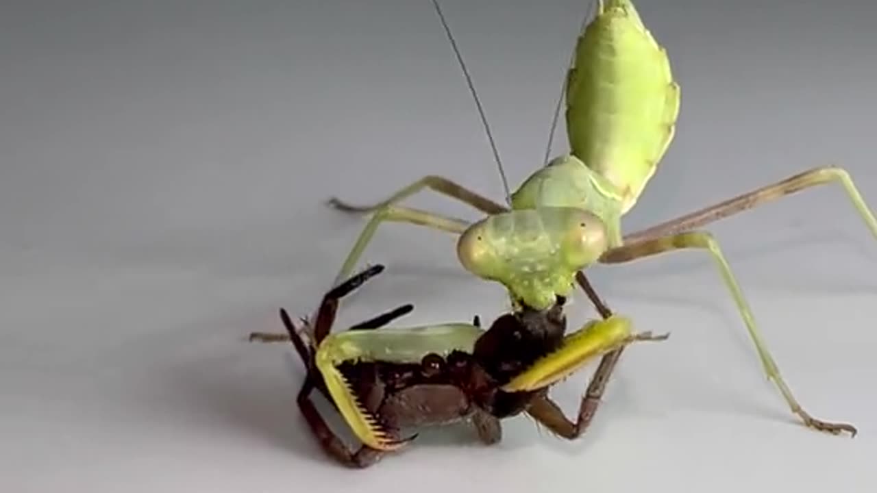 Mantis vs. Spider time-lapsed. (Stagmomantis limbata) #mantis #prayingmantis