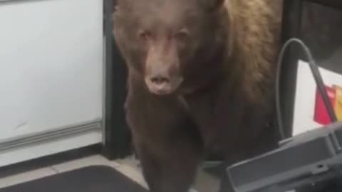 A bear broke into a convenience store