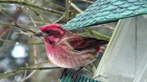 Purple Finch