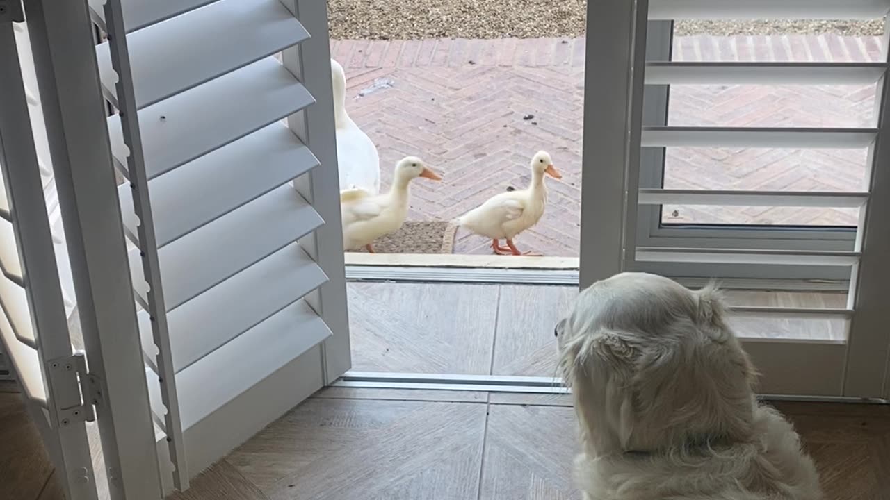 World's Worst Guard Dog