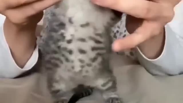 Cute kitten dansing