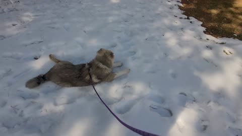 Pixie's 30th Day With Drew - Caucasian Ovcharka Dog - Caucasian Shepherd