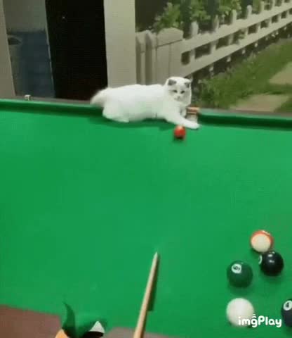 Cute Cat Gif! 🥰💗🐈