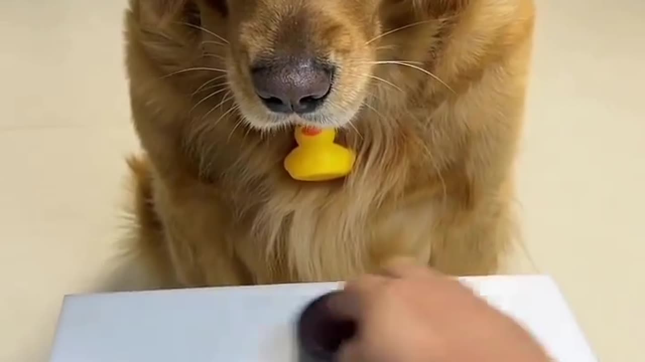 Just play a game 🐕🐶