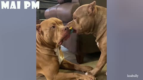 Trust me, You'll LAUGH with the FUNNIEST DOGS of 2021 - FUNNY DOG Videos