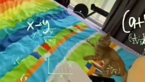 Funny cat video