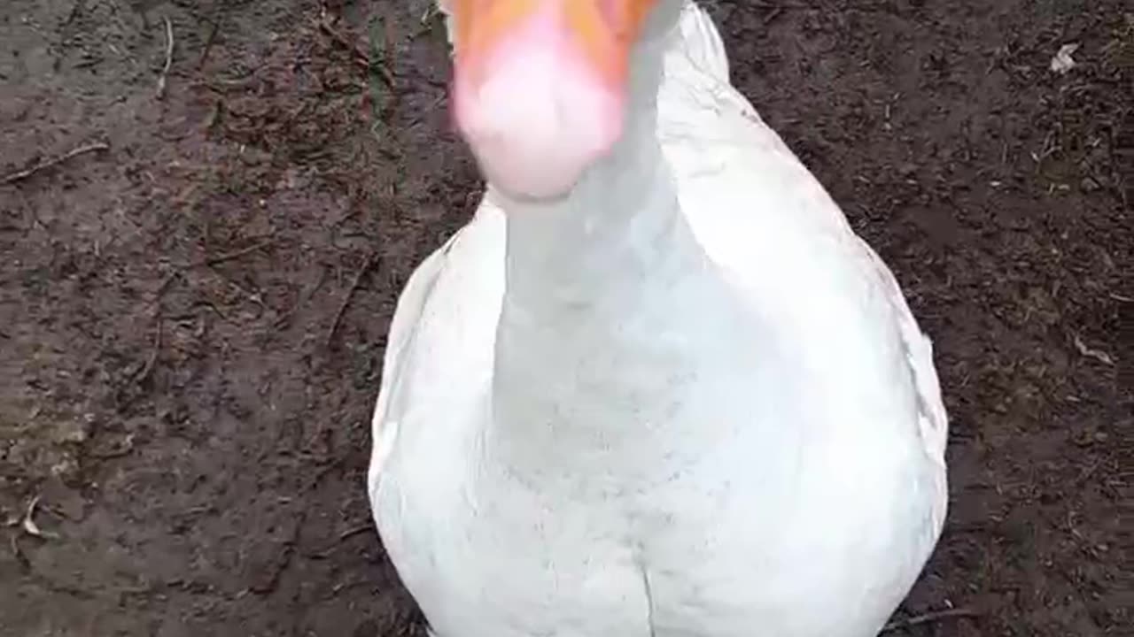 What Do You Want?