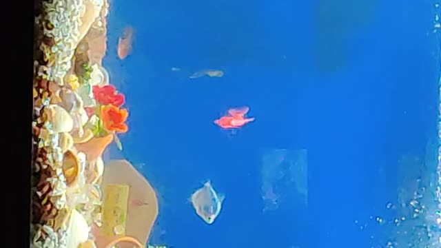 The shwimmers.